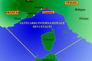 International Cetacean Sanctuary 